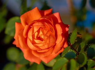 Red rose on dark background
