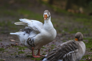 Domestic goose (Anser anser domestica)