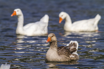 Domestic goose (Anser anser domestica)