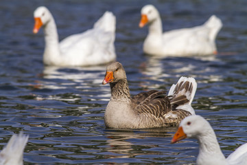 Domestic goose (Anser anser domestica)