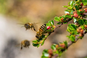 Bienchen sum herum