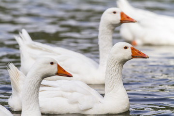 Domestic goose (Anser anser domestica)