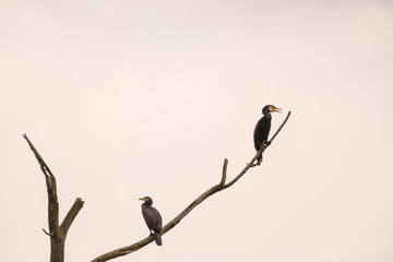 Kormorane auf dem Ast