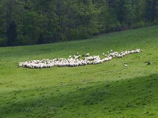 Pieniny.owce przy szlaku na Wysoką © barbara