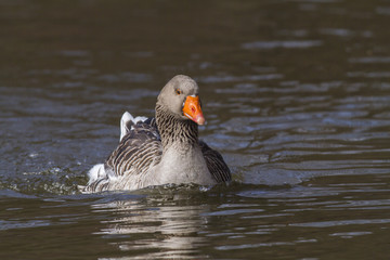 Domestic goose (Anser anser domestica)
