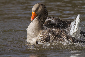 Domestic goose (Anser anser domestica)