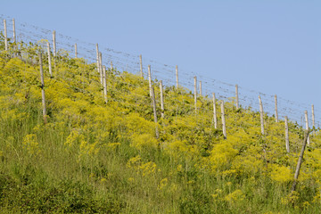färberkrapp im weinberg