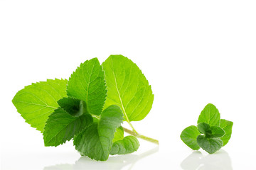 Fresh and fragrant mint leaves with water drops, isolated on white background