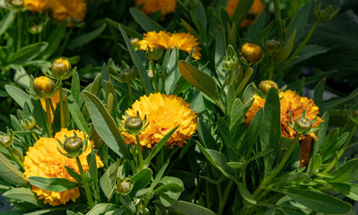 flowers, garden, nature, spring 