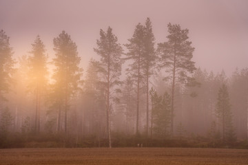 swedish pine forest with sun rising up, thick fog looks very blurry makes everything out of of focus