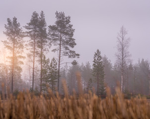 Obraz na płótnie Canvas swedish pine forest with sun rising up, thick fog looks very blurry makes everything out of of focus