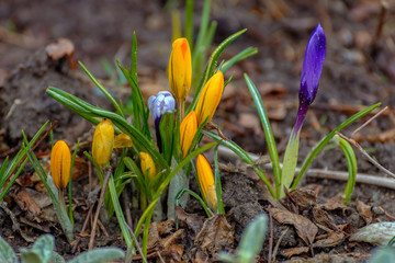 Obraz premium Crocus flowers in the spring.