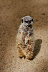 Wild African Meerkat