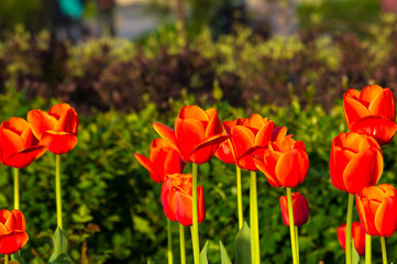 Naklejka premium colorful tulips in early spring in the garden