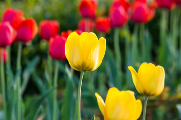 colorful tulips in early spring in the garden