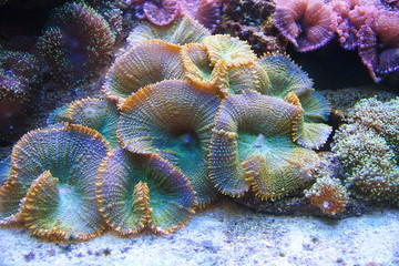beautiful colored corals on the bottom of the aquarium