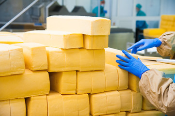 Obraz na płótnie Canvas Industrial production of hard cheeses