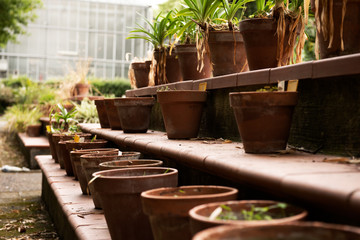 Botanical Garden in Naples is an historical site where are custotited many species of plants that come from every part of world . This is a very beautiful big garden of "Borbonic " origin.