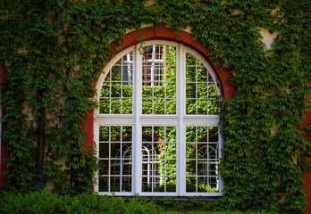 Window of the wall