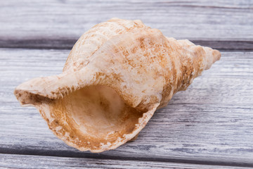 Empty seashell of marine mollusc rapana. Sea snail gastropoda. Grey wooden surface background.