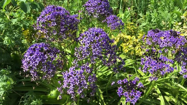 Fleurs mauves du parc de Bagatelle &agrave; Paris