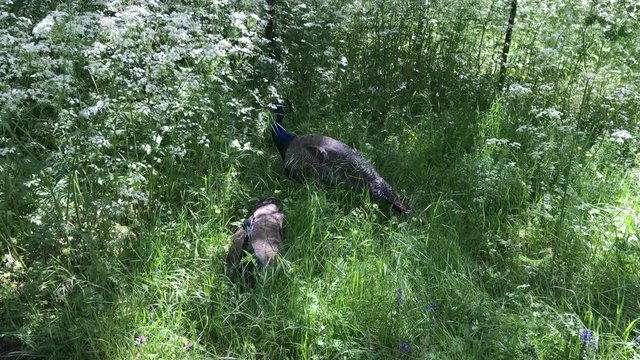Paons du parc de Bagatelle &agrave; Paris