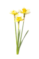 Naklejka na ściany i meble Three Daffodils. Yellow narcissus flowers on white background