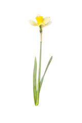 Naklejka na ściany i meble Yellow Daffodils. Narcissus flower on white