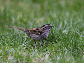 White-throated Sparrow Perched on Green Grass