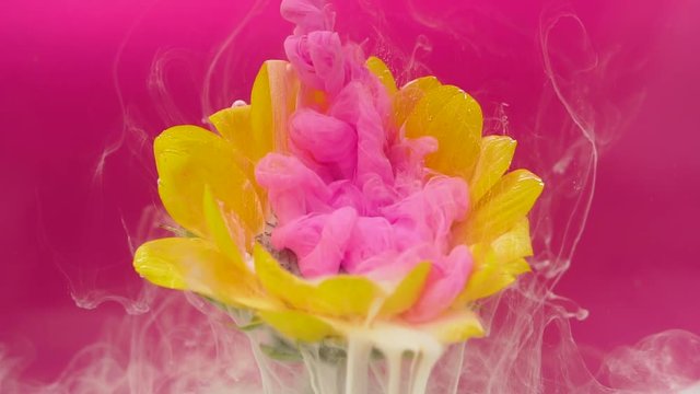 Flower and pink ink cloud infusion into water