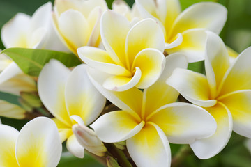 Fototapeta na wymiar Purity of white Plumeria or Frangipani flowers. Blossom of tropical tree. (selective focus)