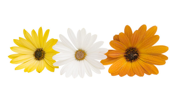 Osteospermum isolated