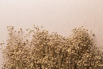 plant dry flax on a beige background, a bunch of flax, a lot of dry plants