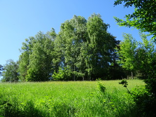Wald und Wiese
