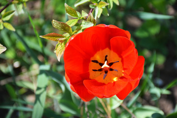 Red beautiful Tulip in the spring