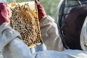 Beekeeper is taking out the honeycomb on wooden frame to control situation in bee colony.