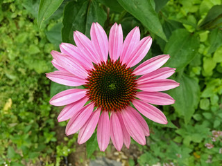 Close up image of one isolated echinacea flower in garden. Echinacea purpurea, coneflower.