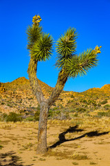Joshua Tree