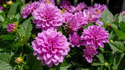 Flowers, garden, nature, spring