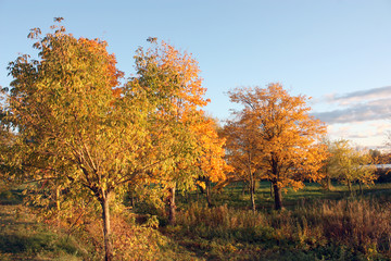 Fototapeta na wymiar trees trees yellow leaves in autumn on blue sky background