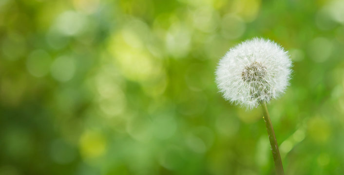 Single white fluffy dandelion flower on blurred Background