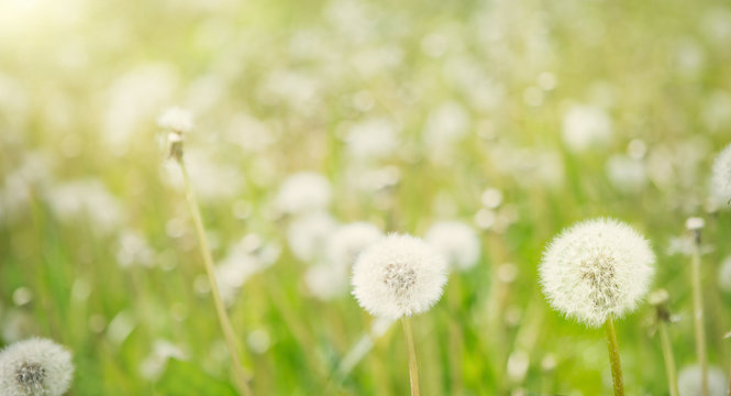 Nature Spring Background with white fluffy dandelion flowers.