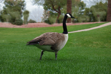Goose in the park