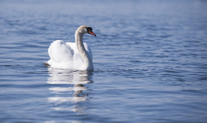 Swan on the lake.