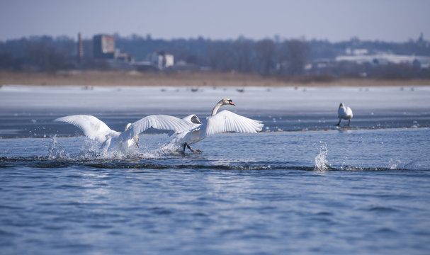 Swan on the lake .