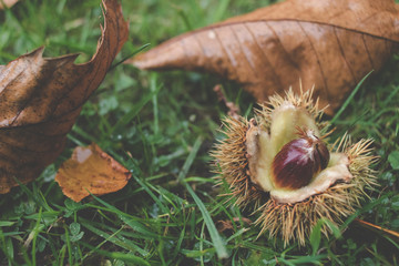 Conker with Leaves