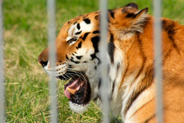 The head of a tiger with an open mouth, shot through the bars of a cage