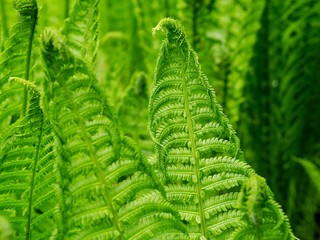 Ferns