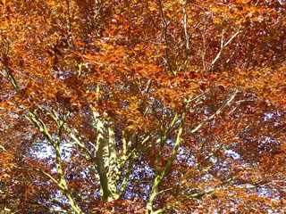 Common copper European beech Rotbuche Buche spring leaves red rot Blätter farm garden Bauerngarten Landleben Aurich Ostfriesland Nordsee North Sea evening light Abendlicht magic fairy Märchen magisch