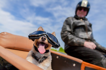 Shetland Sheepdog sits with sunglasses in a motorcycle sidecar